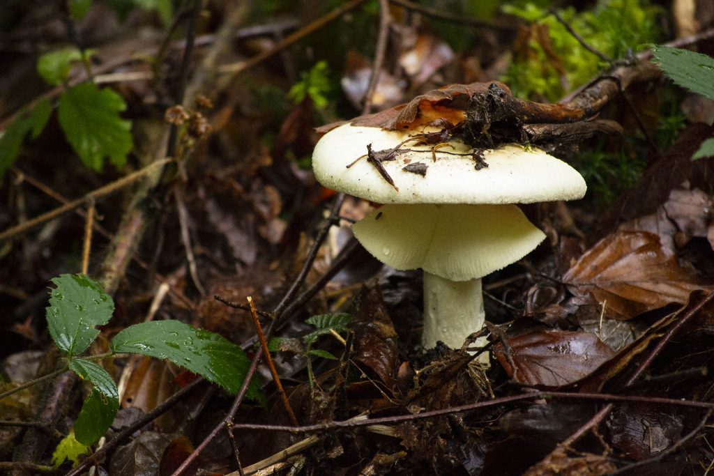 Amanite phalloïde (Toxique!)