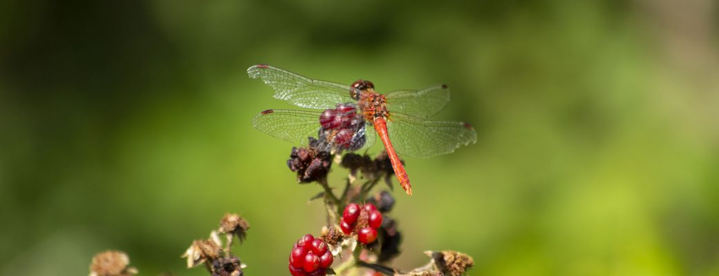 Sympétrum rouge sang