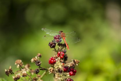 Sympétrum rouge sang