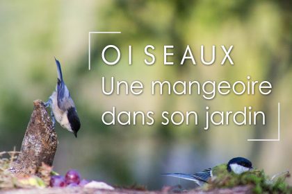 Oiseaux : Une mangeoire dans son jardin