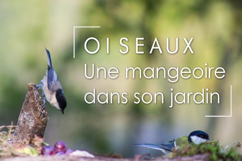Oiseaux : Une mangeoire dans son jardin