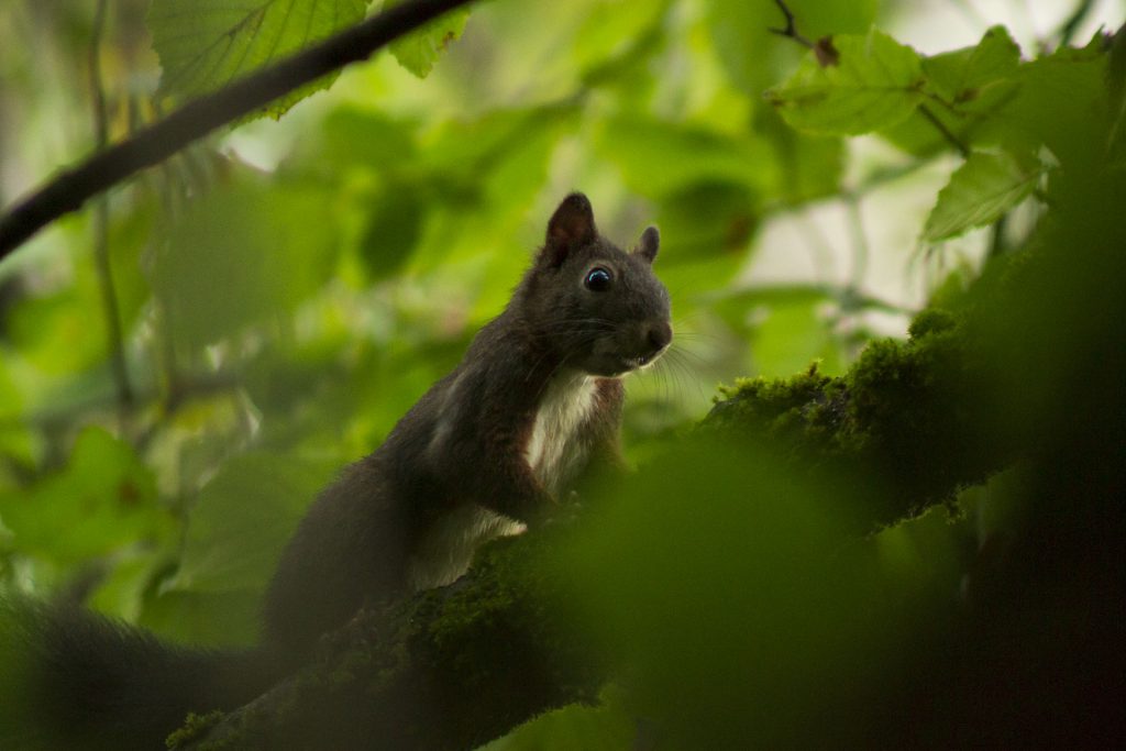 Écureuil