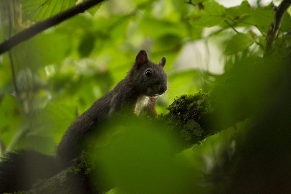 Écureuil