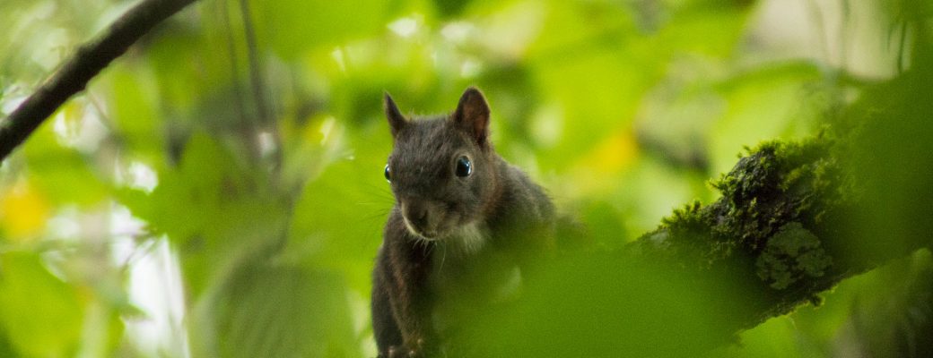 Écureuil