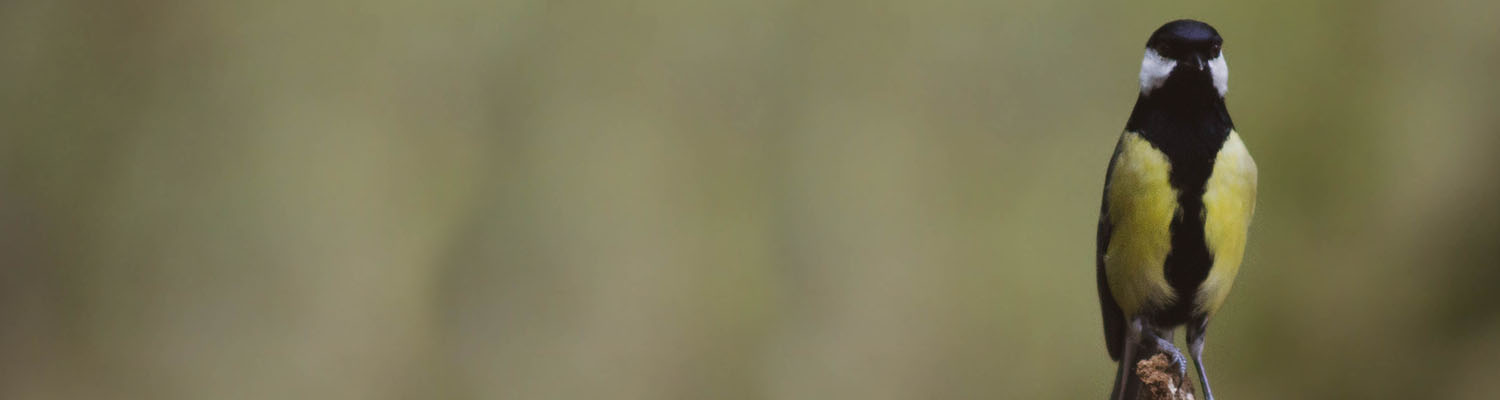 Inter blog Mésange Charbonnière