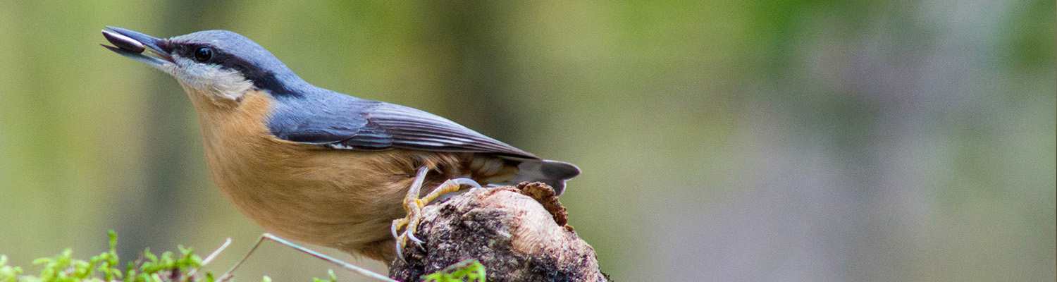 Inter blog Sittelle Torchepot