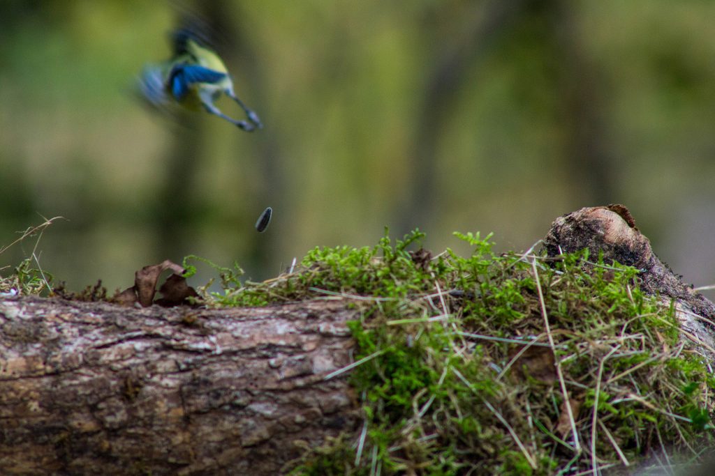 Graine en suspension
