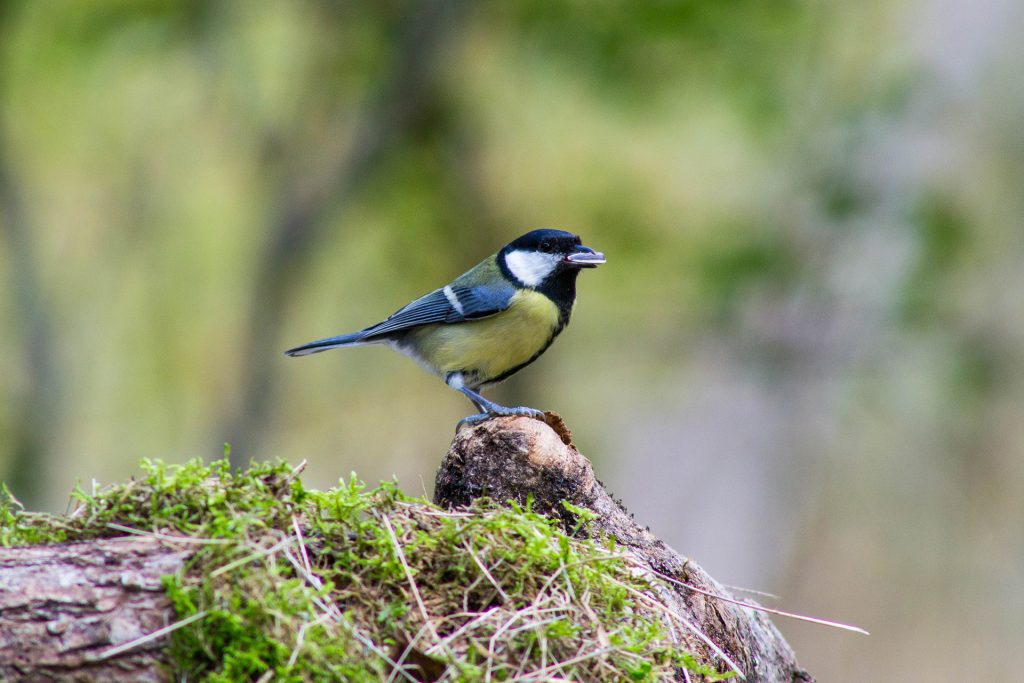 Mésange Charbonnière