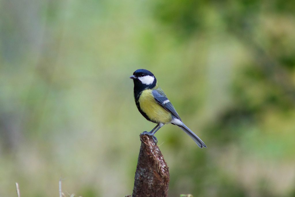 Mésange Charbonnière