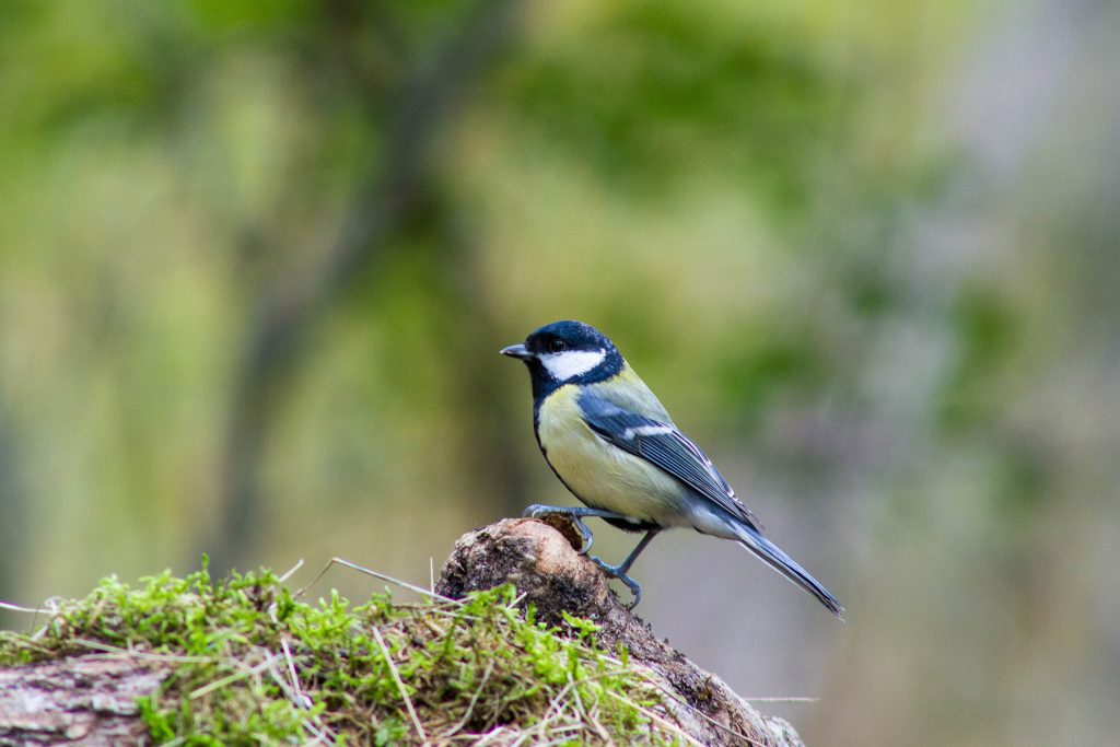 Mésange Charbonnière