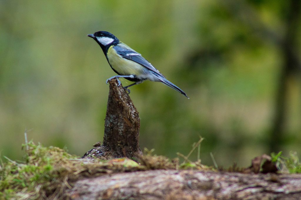 Mésange Charbonnière