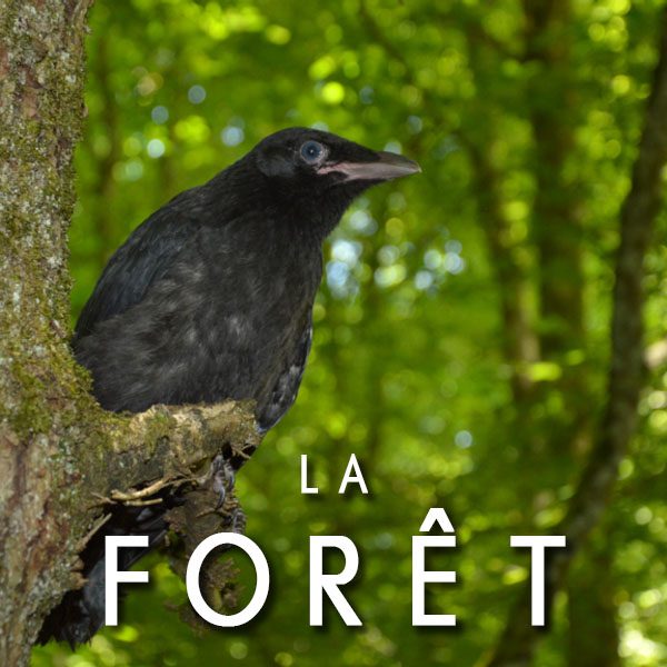 Raconte moi la forêt