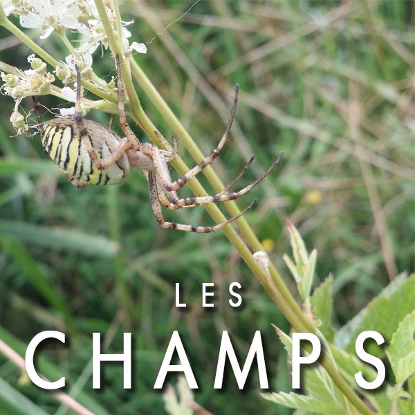 Raconte moi les champs