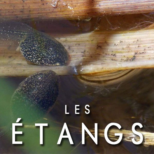 Raconte moi les étangs