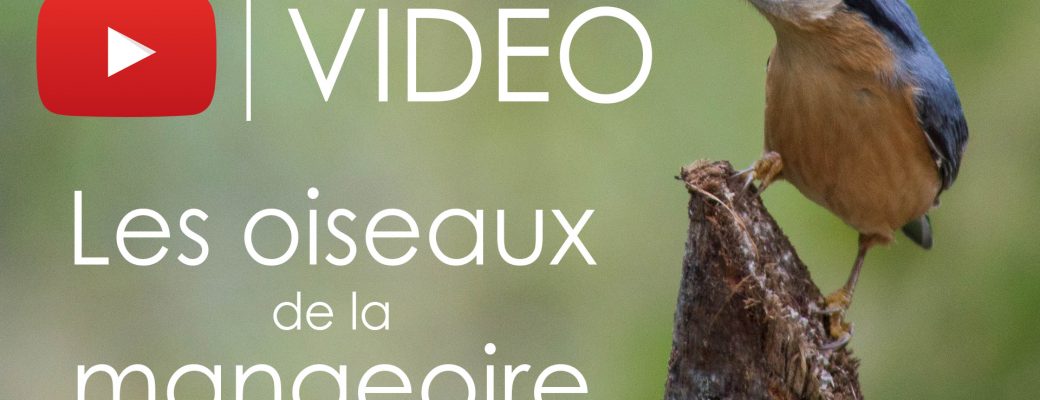 Vidéo : Les oiseaux de la mangeoire