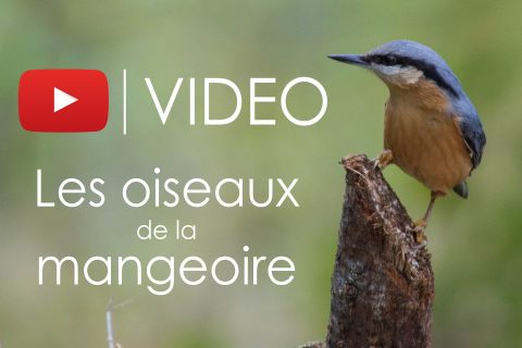 Vidéo : Les oiseaux de la mangeoire