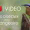 Vidéo : Les oiseaux de la mangeoire
