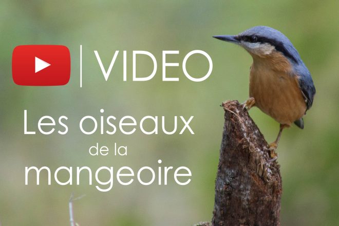 Vidéo : Les oiseaux de la mangeoire