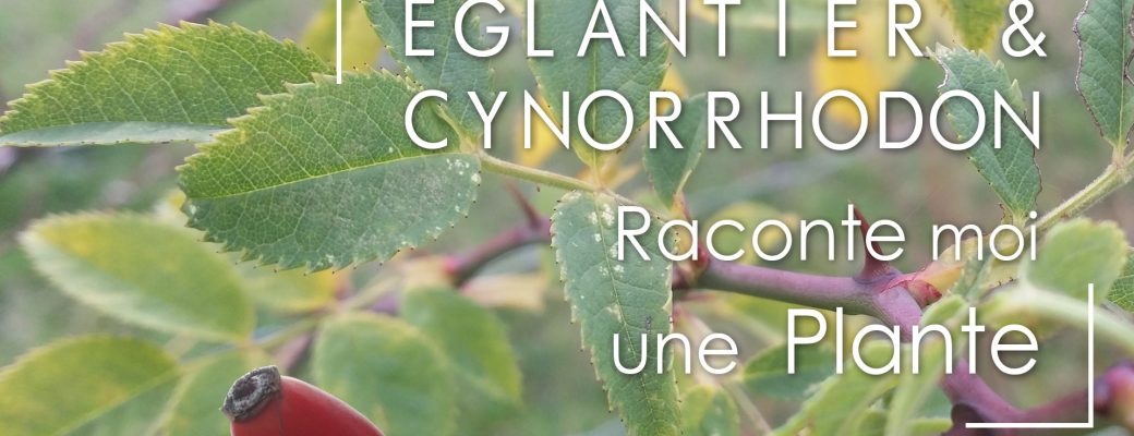 Eglantier et Cynorrhodon : Raconte moi une Plante
