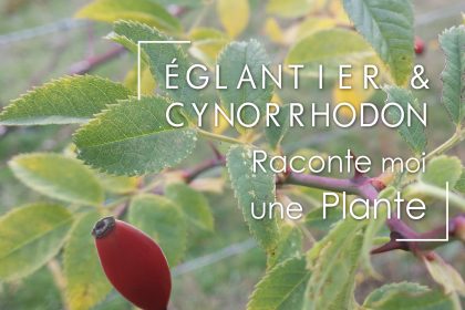 Eglantier et Cynorrhodon : Raconte moi une Plante